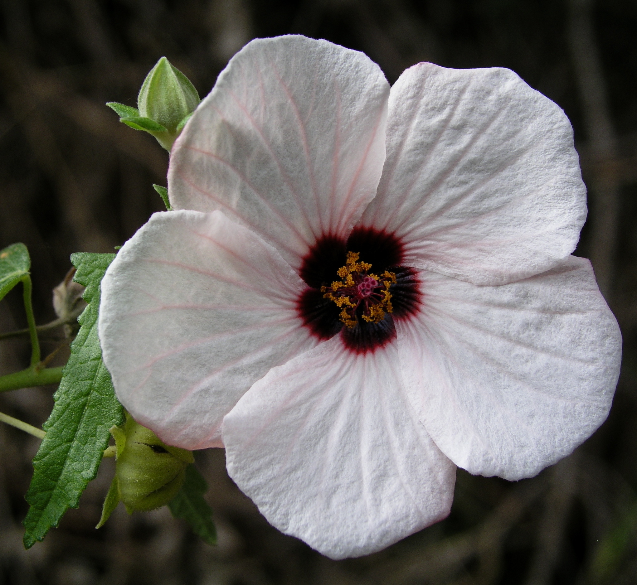 Pavonia hastata