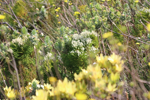Berzelia dregeana (Berzelia dregeana)