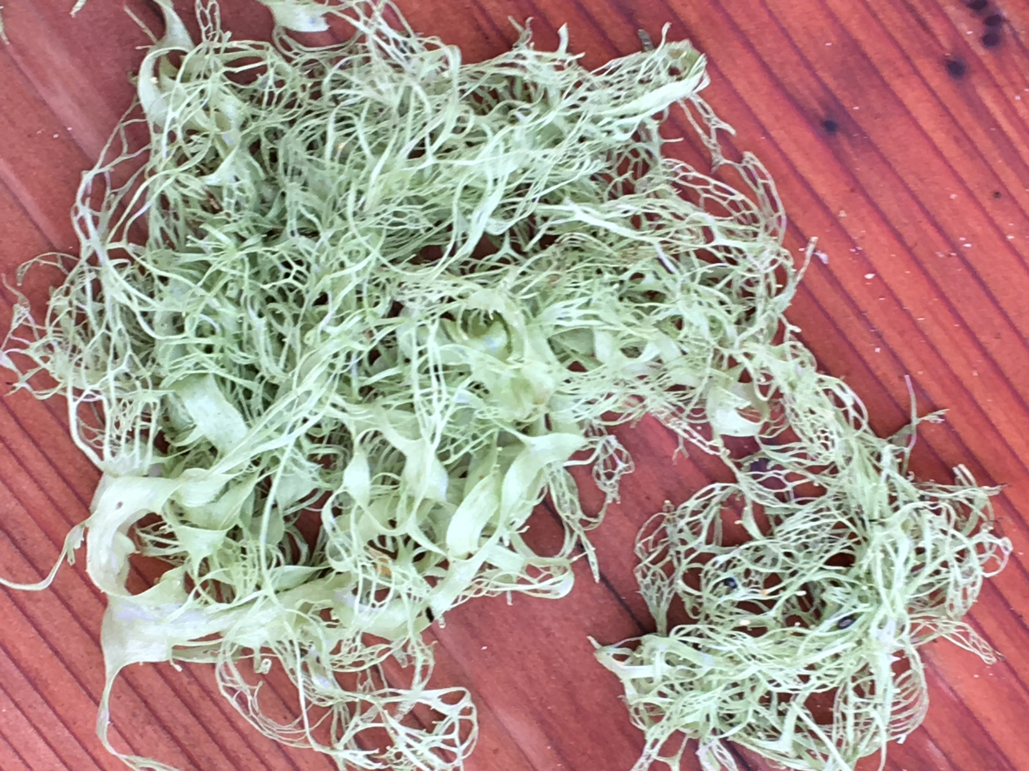 Ramalina menziesii image