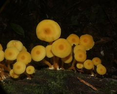 Tricholomopsis aurea