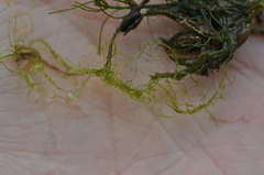 Hydrodictyon reticulatum