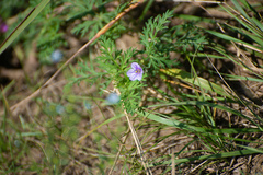 Erodium stephanianum