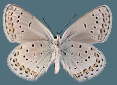 Plebejus melissa annetta