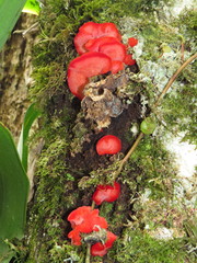 Aurantiporus pulcherrimus