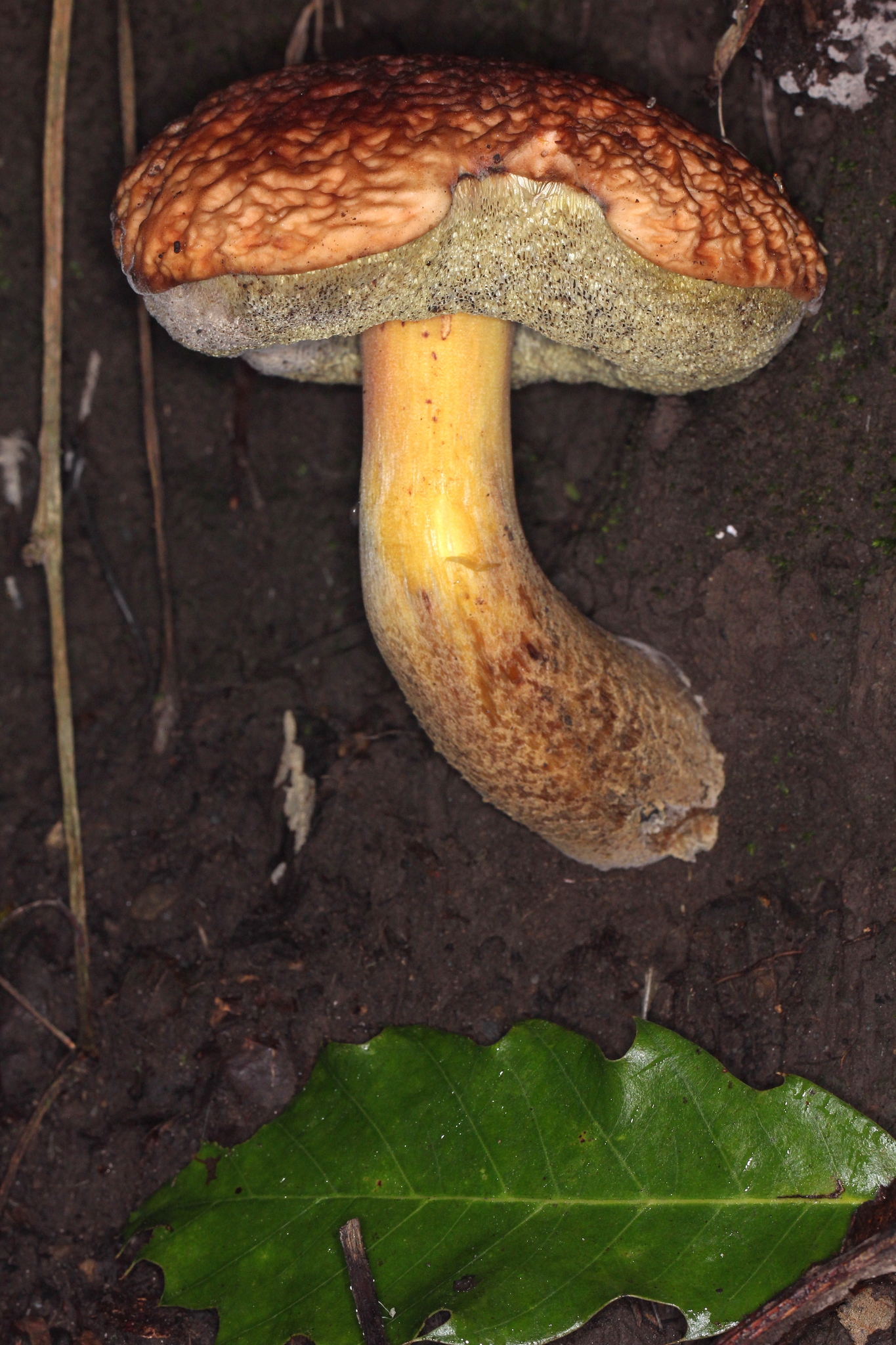 Xerocomus hortonii image