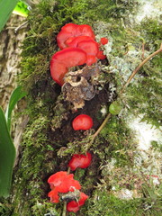 Aurantiporus pulcherrimus