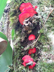 Aurantiporus pulcherrimus