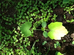 Cucurbita foetidissima