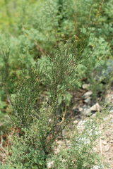 Ephedra equisetina