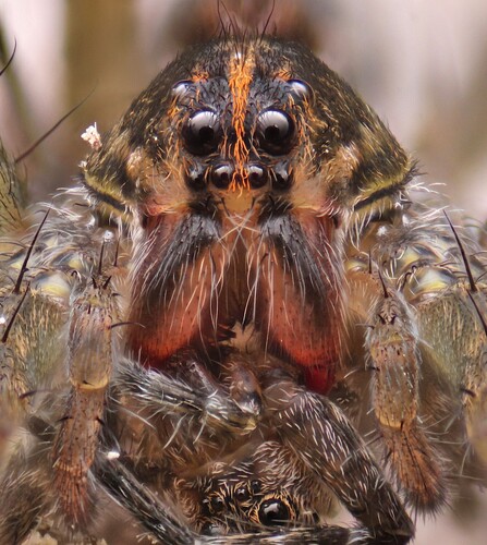 Wetland Giant Wolf Spider photographed in Washington