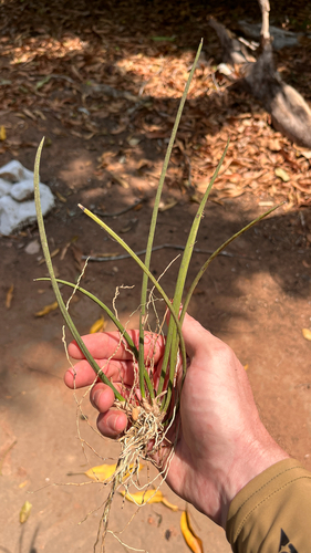 Trichocentrum cebolleta, 2025-10-04