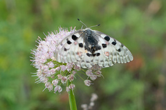 Parnassius nomion