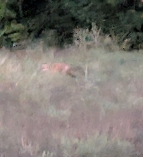 Red Fox photographed in Kansas