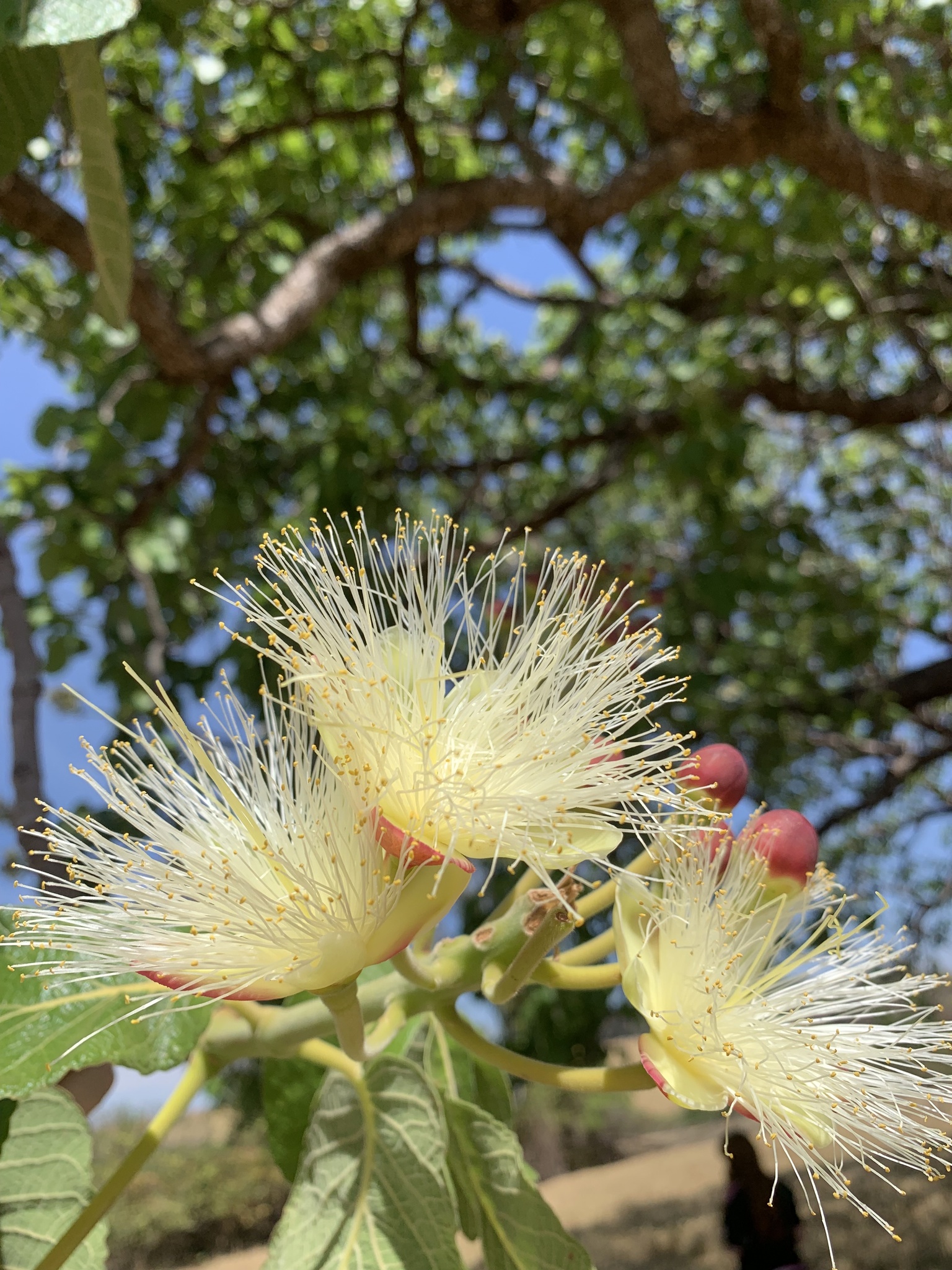 Caryocar brasiliense
