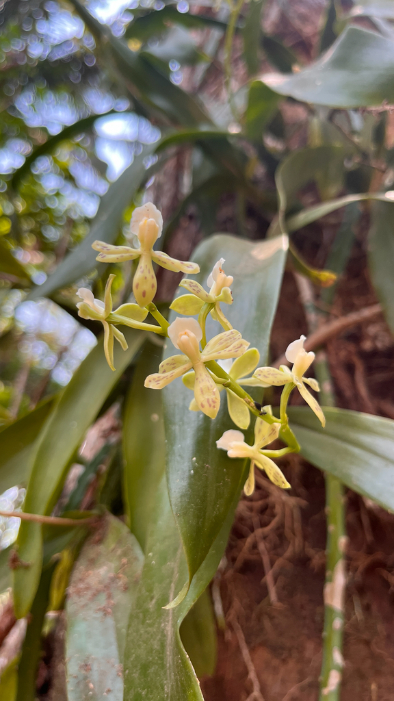 Prosthechea roraimensis