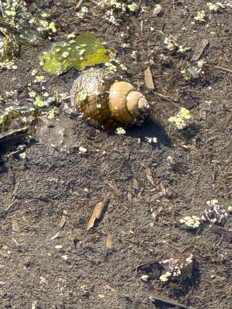 Michigan Invasive Snails Chinese Mystery Snail from Wayne County, MI, USA on October 4, 2025 at ...