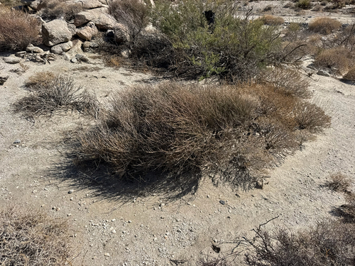Ephedra californica, photograph 5