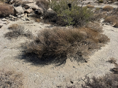 (c) CK2AZ, some rights reserved (CC BY) Ephedra californica, photograph (c) CK2AZ, some rights reserved (CC BY)