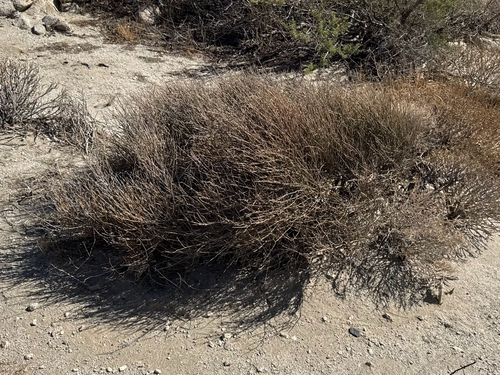 Ephedra californica, photograph 4