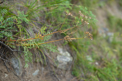 Patrinia intermedia