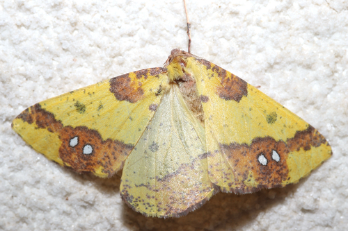 Apocolotois arnoldiaria