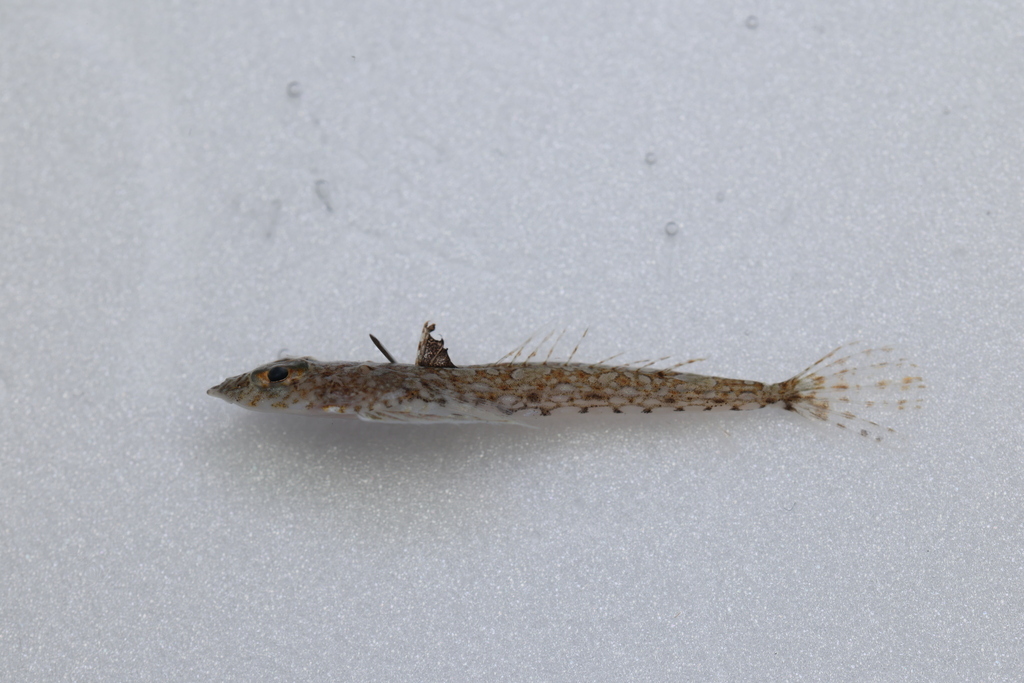 Bleekvlek-pitvis (Callionymus leucopoecilus) — Callionymidae