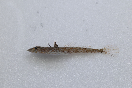 Palespotted dragonet (Callionymus leucopoecilus) — Callionymidae