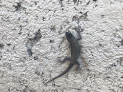Sceloporus grammicus