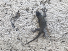 Sceloporus grammicus