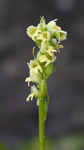 vanilla-scent bogorchid (Pseudorchis straminea)
