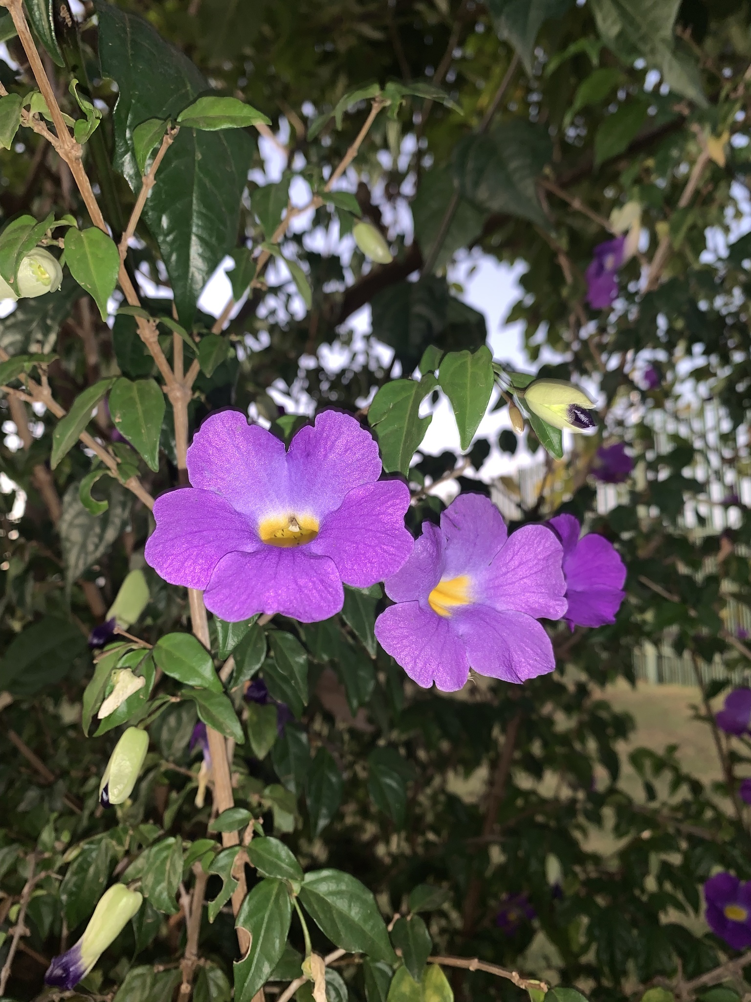 Thunbergia erecta