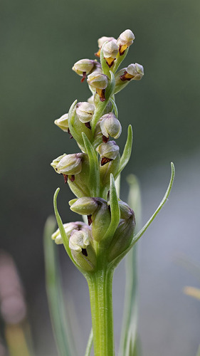 False Orchid (Chamorchis alpina)