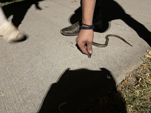 Plains Garter Snake