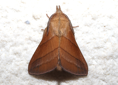 Syrastrenopsis moltrechti