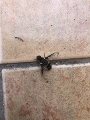 Diptera