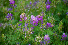 Astragalus davuricus