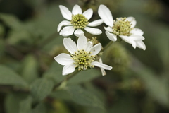 Montanoa frutescens