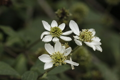 Montanoa frutescens