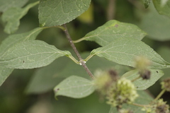 Montanoa frutescens