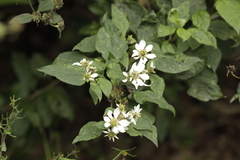 Montanoa frutescens