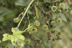 Montanoa frutescens