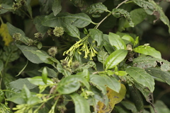 Cestrum anagyris