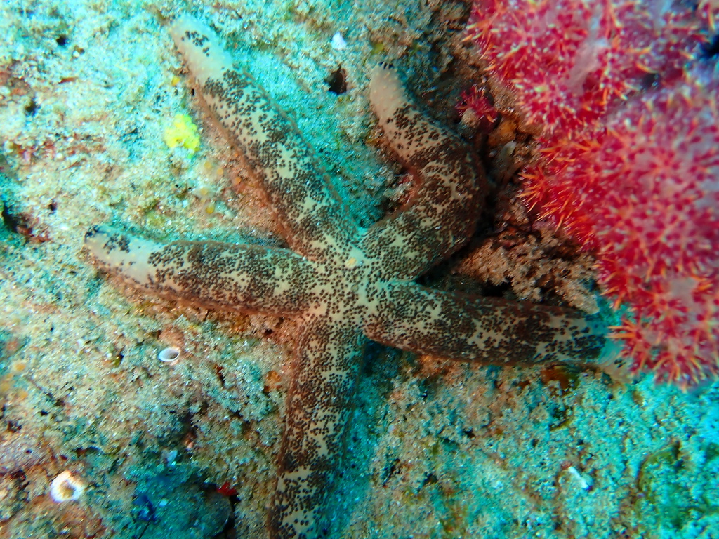Echinaster