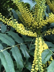 Berberis × hortensis