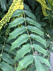 Berberis × hortensis