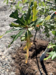 Quercus × comptoniae