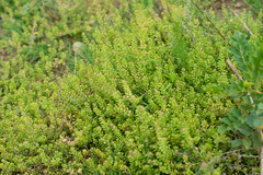 Lepidium apetalum