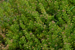 Lepidium apetalum