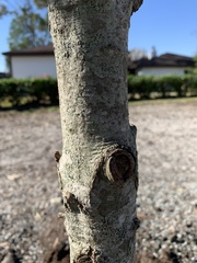 Quercus × comptoniae