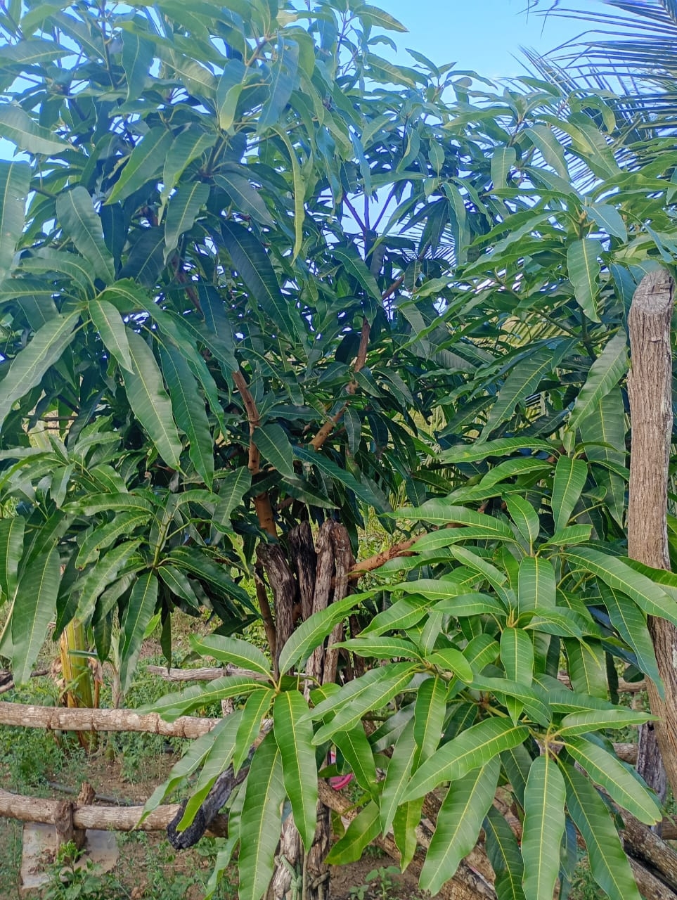 Mangifera indica